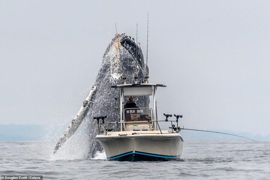 فیلم ، نهنگ گوژپشت و قایق ماهیگیری