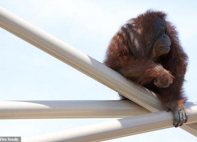 کمک اورانگوتان ها به درک چگونگی تکامل گفتار انسان