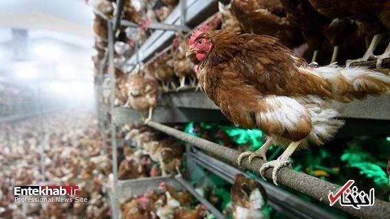 ازبیم آنفلوآنزای مرغی؛کویت واردات پرندگان از 11 کشور را ممنوع نمود