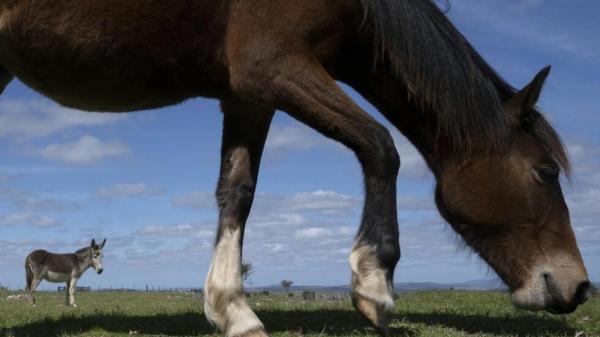 ببینید، نجات اسب ها در اروگوئه، لطفا آن ها را نخورید